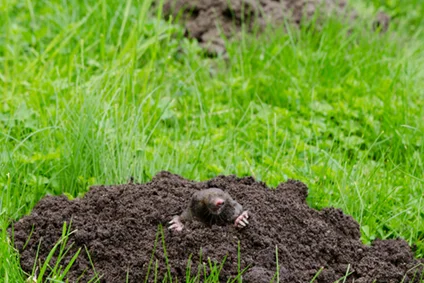 Maulwurf im Erdhügel